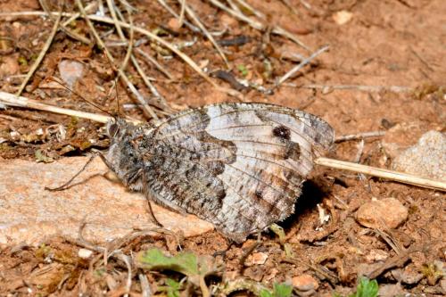 Réf. 216 862 : Hipparchia semele